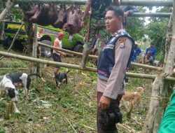 Bersama Warga, Bhabinkamtibmas Polsek Bengo Ikut Berburu Babi Hutan