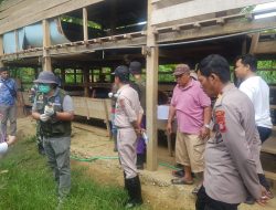 Kapolsek Tellu Siattinge Memantau Jalannya Vaksin Ternak Sapi di Desa Mattoanging