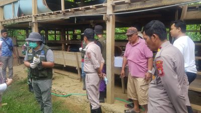 Kapolsek Tellu Siattinge Memantau Jalannya Vaksin Ternak Sapi di Desa Mattoanging