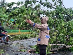 Pohon Tumbang Halangi Jalan Raya, Personel Polsek Barebbo Bahu Membahu Malakukan Pembersihan