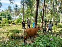 Cegah Penularan PMK, Kanit Binmas Polsek Barebbo bersama Babinsa Kawal Vaksinasi Hewan