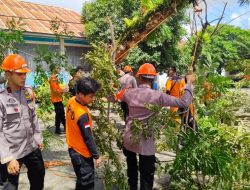 Tak Kenal Libur, SAR Brimob Bone Gerak Cepat Evakuasi Pohon Tumbang Bahayakan Pengguna Jalan
