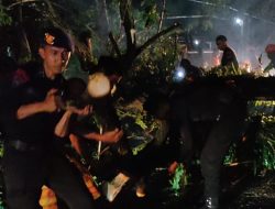 Tak Kenal Hujan,Tim SAR Brimob dan BPBD Bone Evakuasi Pohon Tumbang