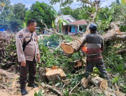 Pihak Polsek Patimpeng Bantu Warga Menebang Pohon, Begini Kasinya