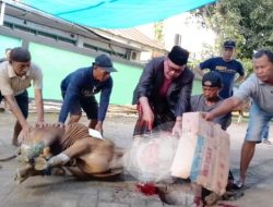 Berqurban Sembilan Ekor Sapi, Kepala Kantor Kemenag Bone Ucapkan Rasa Syukur