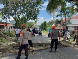 Bahayakan Pengguna Jalan,Tim SAR Brimob Bone Tebang Pohon di Jalan Poros Bajoe