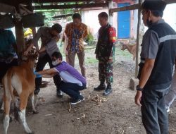 Diduga Terjangkit Penyakit Jembrana, Polisi Dampingi Dinas Peternakan Kabupaten Bone Lakukqn ini