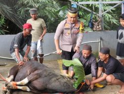 Berqurban 14 Ekor Sapi Kapolres Wajo,Tanamkan Nilai Pengorbanan Dan Keikhlasan