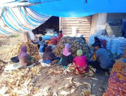 Sambang Kamtibmas, Bhabinkamtibmas Polsek Ajangale Sambangi Petani Jagung