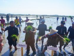 Berkunjung ke Bone Mentan SYL  Lakukan Gernas El Nino