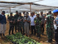 Danrem 141/Toddopuli Tinjau Hanpangan Tanam Pisang di Mare