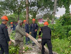 Pohon Tumbang Saat Cuaca Ekstrim,Ini Pesan Penting Danyon Ichsan
