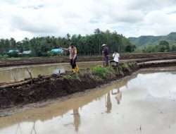 Temui Petani Yang Bercocok Tanam Di Sawah,Bhabinkamtibmas Beri Pesan