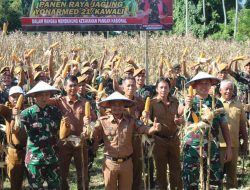 Dukung Ketahanan Pangan “Yonarmed 21 Kawali Gelar Panen Raya Jagung”