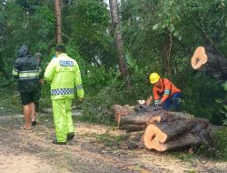 Pohon Tumbang di Jalan Poros Bone Wajo, Polsek Dua Boccoe Lakukan Pengaturan Lalu lintas