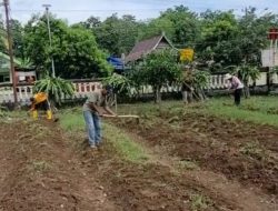 Dukung Ketahanan Pangan, Polsek Libureng Bangun Lahan Pekarangan Gizi di Halaman MaPolsek