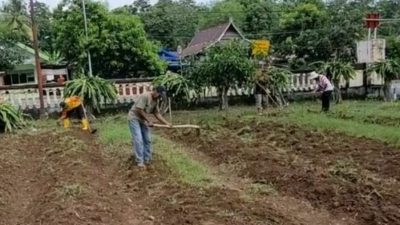 Dukung Ketahanan Pangan, Polsek Libureng Bangun Lahan Pekarangan Gizi di Halaman MaPolsek