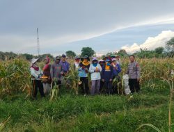Panen Jagung Bersama Warga Binaan, Bhabinkamtibmas Samapikan Ini
