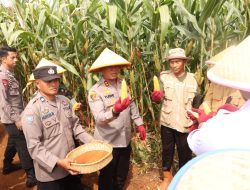 Kapolda Sulsel Panen Perdana Jagung Program Ketahanan Pangan di Luwu Timur