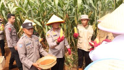 Kapolda Sulsel Panen Perdana Jagung Program Ketahanan Pangan di Luwu Timur
