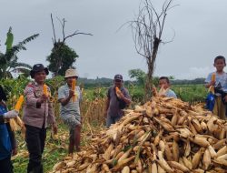 Bhabinkamtibmas Polsek Mare Polres Bone Bersama Warga Panen Jagung