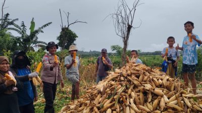 Bhabinkamtibmas Polsek Mare Polres Bone Bersama Warga Panen Jagung