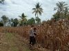 Panen Jagung Lahan Satu Hektar oleh Polisi Pengerak Ulaweng