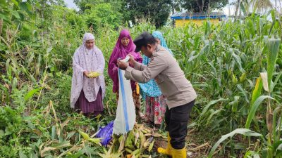 Bersama Warga, Polisi Penggerak Polsek Cenrana Panen Jagung Di Desa Watu