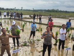 Kapolsek Awangpone Hadiri Kegiatan Tanam Perdana Padi di Dusun Bulumaloku, Dukung Program Ketahanan Pangan