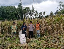 Sebagai Polisi Pengerak Ketahanan Pangan, Aipda Herman Panen Jagung Lahan Satu Hektar Bersama Warga