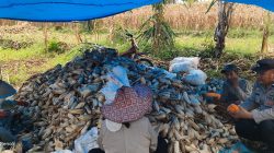 Panen jagung lahan satu Hektar oleh polisi pengerak Aipda Sumardi di Desa Galung Kecamatan Ulaweng