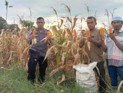 Dukung Ketahanan Pangan, Bhabinkamtibmas Polsek Cenrana Bersama Warga Melakukan Panen Jagung