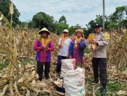 Panen Jabung Bersama Warga, Wujud Cara Aipda Andi Rustan Dukung Ketahanan Pangan 
