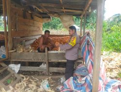 Bhabinkamtibmas Polsek Awangpone Dampingi Panen Jagung Warga di Kelurahan Macope