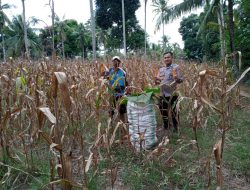 Bersama Warga, Bripka Saharuddin Lakukan Panen Jagung. Dukung Ketahanan Pangan