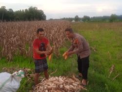 Polisi Penggerak Polsek Awangpone Turut Panen Jagung di Lahan 1 Hektar Desa Lappoase