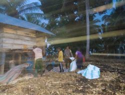 Wujud Dukung Program Ketahanan Pangan, Brigpol Sultan Lakukan Panen Jagung Bersama Warga Desa Ulo