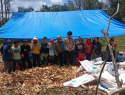 Polisi Penggerak Ikut Panen Jagung Bersama Petani di Dusun Curubaweng