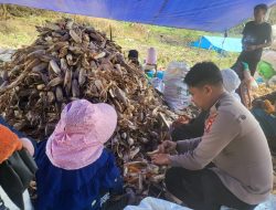 Polisi Pengerak, Bhabinkamtibmas Panen Jagung Lahan Satu Hektar Bersama Warga di Desa Mulamenree Ulaweng