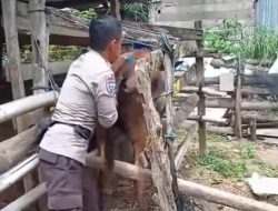 Dukungan Program Pemerintah, Personel Polsek Libureng Inseminasi Buatan Sapi Warga