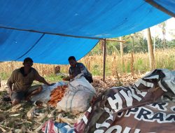 Polisi Penggersk Polsek Awangpone Panen Jagung Bersama Warga di Desa Carigading