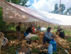 Polisi Penggerak Ketahanan Pangan, Aiptu Suharto Ikut Serta Panen Jagung Bersama Warga