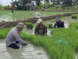 Dekat dengan Masyarakat, Bhabinkamtibmas Turut Serta Bantu Warga Tanam Padi di Sawah