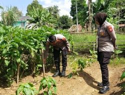 Kapolsek Barebbo Tinjau Lahan P2B, Dorong Peran Polri dalam Ketahanan Pangan dan Ekonomi Warga