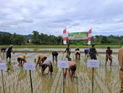Dukung Ketahanan Pangan, Kapolsek Libureng Hadiri Tanam Perdana Padi di Desa Mallinrung