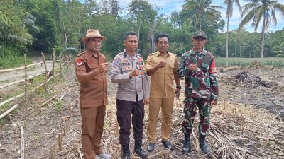 Bhabinkamtibmas Polsek Awangpone Polres Bone Tinjau Lokasi Penanaman Jagung Serentak di Dusun Bontomaero