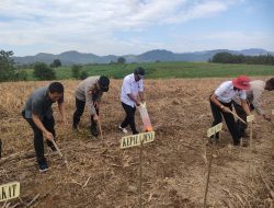 Wujudkan Swasembada Pangan, Kapolsek Ponre dan Forkopimcam Tanam Jagung di Perhutanan Sosial