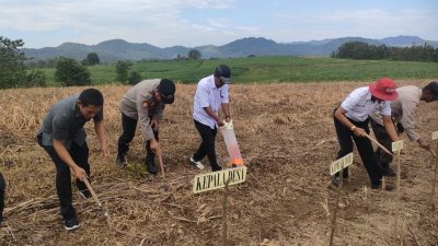 Wujudkan Swasembada Pangan, Kapolsek Ponre dan Forkopimcam Tanam Jagung di Perhutanan Sosial
