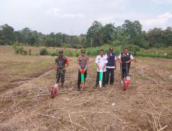 Penanaman Jagung Serentak Kuartal III, Polsek Mare Kolaborasi TNI, Pemerintah Desa dan UPT Pertanian