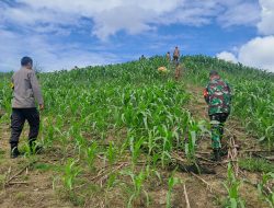 Dukung Ketahanan Pangan, Sinergitas Bhabinkamtibmas dan Babinsa Pantau Lahan Tanaman Jagung